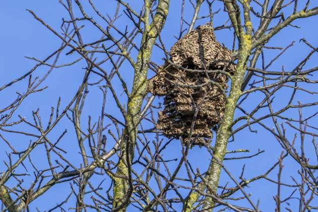 Altes verlassenes sekundäres Papiernest von asiatischen Hornissen gelbbeinigen Hornissen asiatischen Raubwespen (Vespa velutina), das im Winter in einem Baum hängt Old deserted secondary paper nest of Asian hornets yellow-legged hornets Asian predatory wasps (Vespa velutina) hanging in tree in winter Copyright: imageBROKER alimdix xArterra ibltsm16890485.jpg