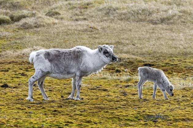 Spitzbergen Rentier (Rangifer tarandus platyrhynchus) in der Mauser, Kuh mit Kalb bei der Futtersuche in der Tundra im Sommer auf Spitzbergen, Norwegen Svalbard reindeer (Rangifer tarandus platyrhynchus) moulting female, cow with calf foraging on the tundra in summer on Spitsbergen, Norway Copyright: imageBROKER alimdix xArterra ibltsm16890554.jpg