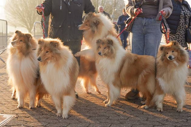 March 5, 2026, Birmingham, West Midlands, UK: Birmingham, UK. Dogs and their owners arrive on the first day of the Crufts at Birmingham s National Exhibition Centre. Crufts dog show is a 4-day event and will be held from March 5 to March 8 at Birmingham s National Exhibition Centre (NEC) Birmingham UK  - ZUMAl94_ 20260305_zaf_l94_001 Copyright: xIoannisxAlexopoulosx