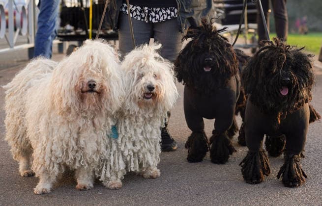 March 5, 2026, Birmingham, West Midlands, UK: Birmingham, UK. Dogs and their owners arrive on the first day of the Crufts at Birmingham s National Exhibition Centre. Crufts dog show is a 4-day event and will be held from March 5 to March 8 at Birmingham s National Exhibition Centre (NEC) Birmingham UK  - ZUMAl94_ 20260305_zaf_l94_002 Copyright: xIoannisxAlexopoulosx