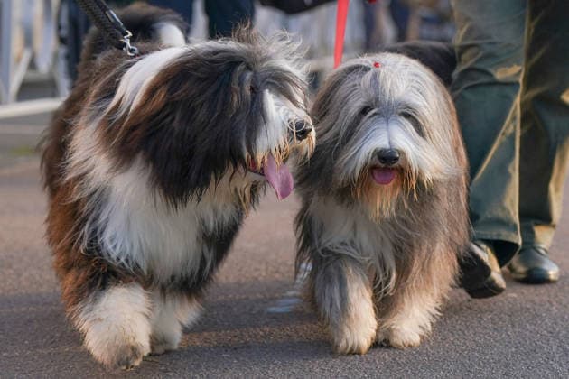 March 5, 2026, Birmingham, West Midlands, UK: Birmingham, UK. Dogs and their owners arrive on the first day of the Crufts at Birmingham s National Exhibition Centre. Crufts dog show is a 4-day event and will be held from March 5 to March 8 at Birmingham s National Exhibition Centre (NEC) Birmingham UK  - ZUMAl94_ 20260305_zaf_l94_003 Copyright: xIoannisxAlexopoulosx