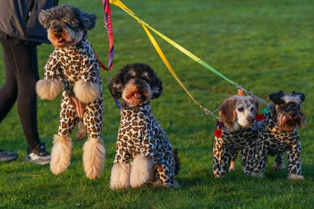 March 5, 2026, Birmingham, West Midlands, UK: Birmingham, UK. Dogs and their owners arrive on the first day of the Crufts at Birmingham s National Exhibition Centre. Crufts dog show is a 4-day event and will be held from March 5 to March 8 at Birmingham s National Exhibition Centre (NEC) Birmingham UK  - ZUMAl94_ 20260305_zaf_l94_008 Copyright: xIoannisxAlexopoulosx