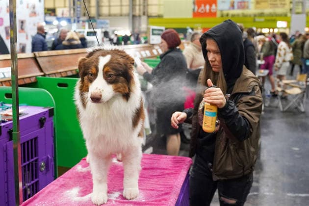 March 5, 2026, Birmingham, West Midlands, UK: Birmingham, UK. A woman grooms her dog on the first day of the Crufts at Birmingham s National Exhibition Centre. Crufts dog show is a 4-day event, held from March 5 to March 8 at Birmingham s National Exhibition Centre (NEC) Birmingham UK  - ZUMAl94_ 20260305_zaf_l94_017 Copyright: xIoannisxAlexopoulosx