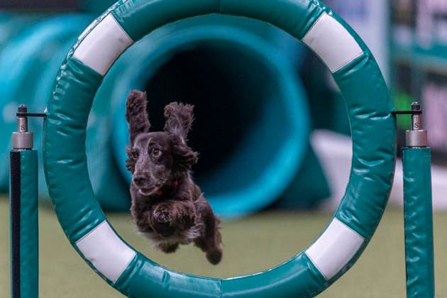March 5, 2026, Birmingham, West Midlands, UK: Birmingham, UK. A spaniel jumps through an obstacle as it takes part in an agility competition at the NEC Birmingham venue during the annual Crufts Dog Show. The event, which has been running since 1891, is considered to be the largest show of it s kind in the world. Birmingham UK  - ZUMAl94_ 20260305_zaf_l94_018 Copyright: xMarcinxNowakx