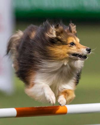 March 5, 2026, Birmingham, West Midlands, UK: Birmingham, UK. A collie jumps through an obstacle as it takes part in an agility competition at the NEC Birmingham venue during the annual Crufts Dog Show. The event, which has been running since 1891, is considered to be the largest show of it s kind in the world. Birmingham UK  - ZUMAl94_ 20260305_zaf_l94_022 Copyright: xMarcinxNowakx