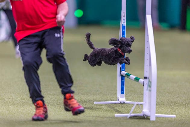 March 5, 2026, Birmingham, West Midlands, UK: Birmingham, UK. A puddle jumps through an obstacle as it takes part in an agility competition at the NEC Birmingham venue during the annual Crufts Dog Show. The event, which has been running since 1891, is considered to be the largest show of it s kind in the world. Birmingham UK  - ZUMAl94_ 20260305_zaf_l94_023 Copyright: xMarcinxNowakx