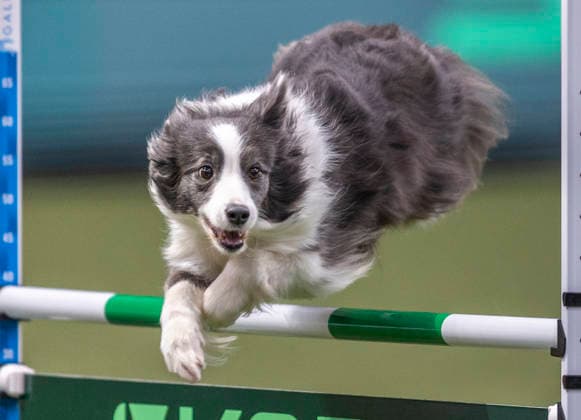 March 5, 2026, Birmingham, West Midlands, UK: Birmingham, UK. A collie jumps through an obstacle as it takes part in an agility competition at the NEC Birmingham venue during the annual Crufts Dog Show. The event, which has been running since 1891, is considered to be the largest show of it s kind in the world. Birmingham UK  - ZUMAl94_ 20260305_zaf_l94_025 Copyright: xMarcinxNowakx