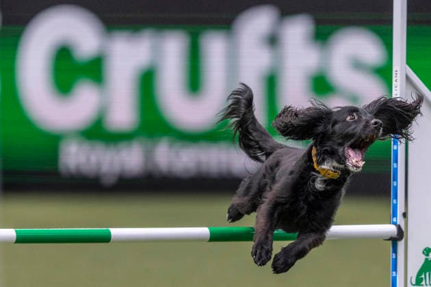 March 5, 2026, Birmingham, West Midlands, UK: Birmingham, UK. A spaniel jumps through an obstacle as it takes part in an agility competition at the NEC Birmingham venue during the annual Crufts Dog Show. The event, which has been running since 1891, is considered to be the largest show of it s kind in the world. Birmingham UK  - ZUMAl94_ 20260305_zaf_l94_028 Copyright: xMarcinxNowakx