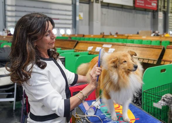 March 5, 2026, Birmingham, West Midlands, UK: Birmingham, UK. A woman grooms her dog on the first day of the Crufts at Birmingham s National Exhibition Centre. Crufts dog show is a 4-day event, held from March 5 to March 8 at Birmingham s National Exhibition Centre (NEC) Birmingham UK  - ZUMAl94_ 20260305_zaf_l94_041 Copyright: xIoannisxAlexopoulosx
