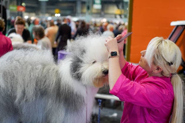 March 5, 2026, Birmingham, West Midlands, UK: Birmingham, UK. A woman grooms her dog on the first day of the Crufts at Birmingham s National Exhibition Centre. Crufts dog show is a 4-day event, held from March 5 to March 8 at Birmingham s National Exhibition Centre (NEC) Birmingham UK  - ZUMAl94_ 20260305_zaf_l94_043 Copyright: xIoannisxAlexopoulosx