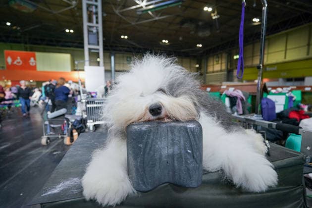 March 5, 2026, Birmingham, West Midlands, UK: Birmingham, UK. A dog rests on the first day of the Crufts at Birmingham s National Exhibition Centre. Crufts dog show is a 4-day event, held from March 5 to March 8 at Birmingham s National Exhibition Centre (NEC) Birmingham UK  - ZUMAl94_ 20260305_zaf_l94_038 Copyright: xIoannisxAlexopoulosx