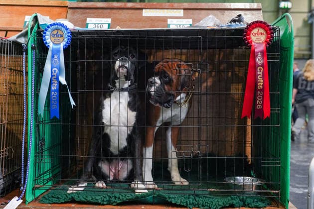 March 5, 2026, Birmingham, West Midlands, UK: Birmingham, UK. Boxers Harry (L) and Roxy (R), winners of the first and second class on the first day of the Crufts at Birmingham s National Exhibition Centre. Crufts dog show is a 4-day event, held from March 5 to March 8 at Birmingham s National Exhibition Centre (NEC) Birmingham UK  - ZUMAl94_ 20260305_zaf_l94_051 Copyright: xIoannisxAlexopoulosx
