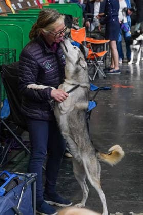 March 5, 2026, Birmingham, West Midlands, UK: Birmingham, UK. A dog owner being licked by her Siberian Husky named Robin on the first day of the Crufts at Birmingham s National Exhibition Centre. Crufts dog show is a 4-day event, held from March 5 to March 8 at Birmingham s National Exhibition Centre (NEC) Birmingham UK  - ZUMAl94_ 20260305_zaf_l94_053 Copyright: xIoannisxAlexopoulosx