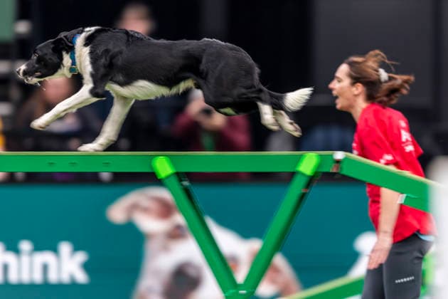 March 5, 2026, Birmingham, West Midlands, UK: Birmingham, UK. A collie runs through an obstacle as it takes part in an agility competition at the NEC Birmingham venue during the annual Crufts Dog Show. The event, which has been running since 1891, is considered to be the largest show of it s kind in the world. Birmingham UK  - ZUMAl94_ 20260305_zaf_l94_067 Copyright: xMarcinxNowakx