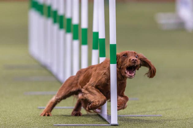 March 5, 2026, Birmingham, West Midlands, UK: Birmingham, UK. A spaniel runs through an obstacle as it takes part in an agility competition at the NEC Birmingham venue during the annual Crufts Dog Show. The event, which has been running since 1891, is considered to be the largest show of it s kind in the world. Birmingham UK  - ZUMAl94_ 20260305_zaf_l94_068 Copyright: xMarcinxNowakx