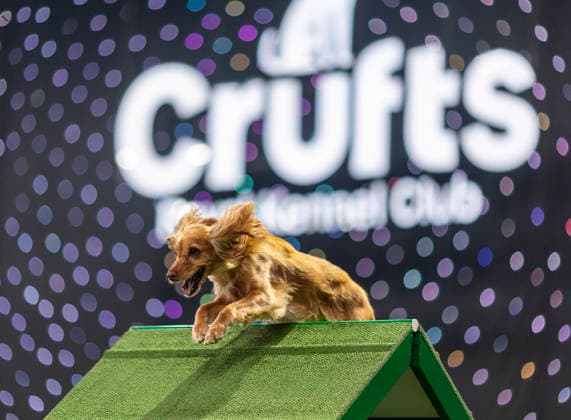 March 5, 2026, Birmingham, West Midlands, UK: Birmingham, UK. A spaniel runs through an obstacle as it takes part in an agility competition at the NEC Birmingham venue during the annual Crufts Dog Show. The event, which has been running since 1891, is considered to be the largest show of it s kind in the world. Birmingham UK  - ZUMAl94_ 20260305_zaf_l94_064 Copyright: xMarcinxNowakx