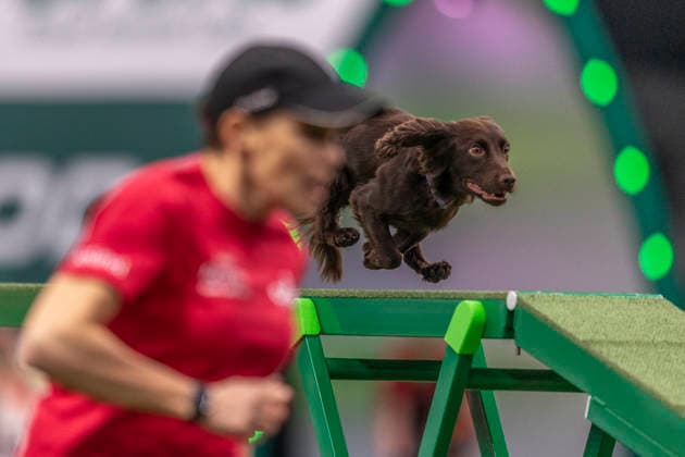 March 5, 2026, Birmingham, West Midlands, UK: Birmingham, UK. A spaniel runs through an obstacle as it takes part in an agility competition at the NEC Birmingham venue during the annual Crufts Dog Show. The event, which has been running since 1891, is considered to be the largest show of it s kind in the world. Birmingham UK  - ZUMAl94_ 20260305_zaf_l94_071 Copyright: xMarcinxNowakx