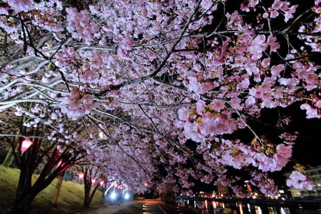 Kanzakura cherry blossoms in Tokyo, Japan - 5 Mar 2026 Kanzakura cherry blossoms are in full bloom at Omori Kita Park in Tokyo’s Ota Ward, Japan. The blossoms are illuminated at night, creating a dreamy atmosphere throughout the park. Tokyo Japan Copyright: xJamesxMatsumotox xSOPAxImagesx kanzakura(2)