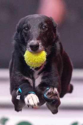 March 5, 2026, Birmingham, West Midlands, UK: Birmingham, UK. A whippet takes part in an flyball competition at the NEC Birmingham venue during the annual Crufts Dog Show. The event, which has been running since 1891, is considered to be the largest show of it s kind in the world. Birmingham UK  - ZUMAl94_ 20260305_zaf_l94_073 Copyright: xMarcinxNowakx