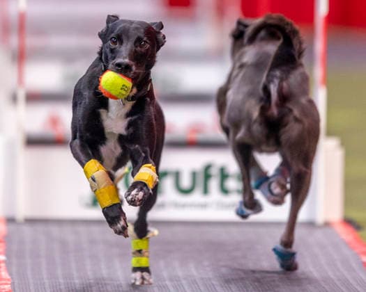 March 5, 2026, Birmingham, West Midlands, UK: Birmingham, UK. A dogs take part in an flyball competition at the NEC Birmingham venue during the annual Crufts Dog Show. The event, which has been running since 1891, is considered to be the largest show of it s kind in the world. Birmingham UK  - ZUMAl94_ 20260305_zaf_l94_076 Copyright: xMarcinxNowakx