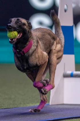 March 5, 2026, Birmingham, West Midlands, UK: Birmingham, UK. A whippet takes part in an flyball competition at the NEC Birmingham venue during the annual Crufts Dog Show. The event, which has been running since 1891, is considered to be the largest show of it s kind in the world. Birmingham UK  - ZUMAl94_ 20260305_zaf_l94_077 Copyright: xMarcinxNowakx