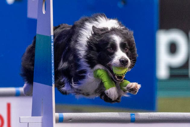 March 5, 2026, Birmingham, West Midlands, UK: Birmingham, UK. A collie takes part in an flyball competition at the NEC Birmingham venue during the annual Crufts Dog Show. The event, which has been running since 1891, is considered to be the largest show of it s kind in the world. Birmingham UK  - ZUMAl94_ 20260305_zaf_l94_080 Copyright: xMarcinxNowakx