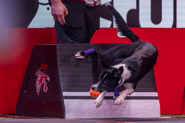 March 5, 2026, Birmingham, West Midlands, UK: Birmingham, UK. A collie takes part in an flyball competition at the NEC Birmingham venue during the annual Crufts Dog Show. The event, which has been running since 1891, is considered to be the largest show of it s kind in the world. Birmingham UK  - ZUMAl94_ 20260305_zaf_l94_081 Copyright: xMarcinxNowakx
