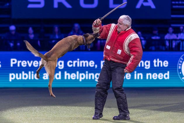 March 5, 2026, Birmingham, West Midlands, UK: Birmingham, UK. West Midlands Police displays a show at the NEC Birmingham venue during the annual Crufts Dog Show. The event, which has been running since 1891, is considered to be the largest show of it s kind in the world. Birmingham UK  - ZUMAl94_ 20260305_zaf_l94_083 Copyright: xMarcinxNowakx