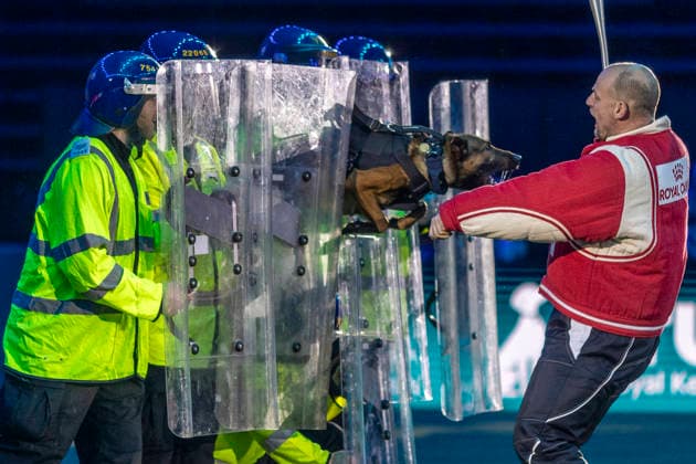March 5, 2026, Birmingham, West Midlands, UK: Birmingham, UK. West Midlands Police displays a show at the NEC Birmingham venue during the annual Crufts Dog Show. The event, which has been running since 1891, is considered to be the largest show of it s kind in the world. Birmingham UK  - ZUMAl94_ 20260305_zaf_l94_086 Copyright: xMarcinxNowakx