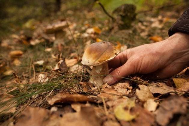 Hand touching mushroom on forest ground Close up of a hand touching mushroom on forest ground, model released, , property released, Prague, Czech Republic, 09.10.2013, 238398.jpg, mushroom, forest, wild, autumn, fungi, delicacy, natural, grow, brown, life, botanical, season, flora, woods, healthy, fungus, growth, plant, beauty, fresh, nature, edible, plants, ground, holding, hand Outdoors,Close-up,Day