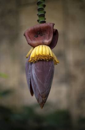 Innenaufnahme Bananenblüte (Bananenherz) im Gewächshaus, Wilhelma, Zoologisch-Botanischer Garten, Stuttgart, Baden-Württemberg, Deutschland Interior view of banana blossom (banana heart) in the greenhouse, Wilhelma, Zoological-Botanical Garden, Stuttgart, Baden-Württemberg, Germany Copyright: imageBROKER MichaelxWeber iblimw16932629.jpg