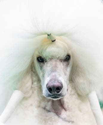 March 7, 2026, Birmingham, West Midlands, UK: Birmingham, UK. A poodle at the NEC Birmingham venue during the annual Crufts Dog Show. The event, which has been running since 1891, is considered to be the largest show of its kind in the world. Birmingham UK  - ZUMAl94_ 20260307_zaf_l94_048 Copyright: xMarcinxNowakx