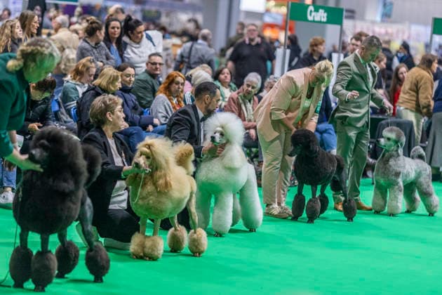 March 7, 2026, Birmingham, West Midlands, UK: Birmingham, UK. Poodles at the NEC Birmingham venue during the annual Crufts Dog Show. The event, which has been running since 1891, is considered to be the largest show of its kind in the world. Birmingham UK  - ZUMAl94_ 20260307_zaf_l94_050 Copyright: xMarcinxNowakx