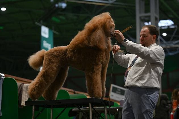 Crufts: The world s largest dog show at NEC Birmingham BIRMINGHAM, UNITED KINGDOM - MARCH 07: Competitions and events continue on the third day of the Crufts dog show at the National Exhibition Centre (NEC) in Birmingham, United Kingdom, on March 07, 2026. Organized annually by The Kennel Club, Crufts is recognized as the world s largest dog show, bringing together thousands of dogs and competitors from across the globe. Rasid Necati Aslim Anadolu Birmingham United Kingdom. Editorial use only. Please get in touch for any other usage.  Copyright: x2026xAnadoluxRasidxNecatixAslimx