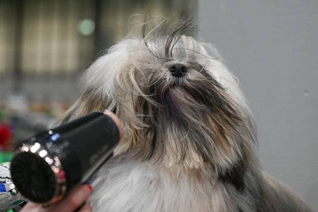 Entertainment Bilder des Tages Crufts: The world s largest dog show at NEC Birmingham BIRMINGHAM, UNITED KINGDOM - MARCH 07: Competitions and events continue on the third day of the Crufts dog show at the National Exhibition Centre (NEC) in Birmingham, United Kingdom, on March 07, 2026. Organized annually by The Kennel Club, Crufts is recognized as the world s largest dog show, bringing together thousands of dogs and competitors from across the globe. Rasid Necati Aslim Anadolu Birmingham United Kingdom. Editorial use only. Please get in touch for any other usage.  Copyright: x2026xAnadoluxRasidxNecatixAslimx