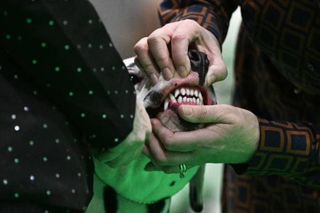 Crufts: The world s largest dog show at NEC Birmingham BIRMINGHAM, UNITED KINGDOM - MARCH 07: Competitions and events continue on the third day of the Crufts dog show at the National Exhibition Centre (NEC) in Birmingham, United Kingdom, on March 07, 2026. Organized annually by The Kennel Club, Crufts is recognized as the world s largest dog show, bringing together thousands of dogs and competitors from across the globe. Rasid Necati Aslim Anadolu Birmingham United Kingdom. Editorial use only. Please get in touch for any other usage.  Copyright: x2026xAnadoluxRasidxNecatixAslimx