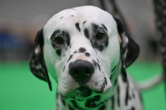 Crufts: The world s largest dog show at NEC Birmingham BIRMINGHAM, UNITED KINGDOM - MARCH 07: Competitions and events continue on the third day of the Crufts dog show at the National Exhibition Centre (NEC) in Birmingham, United Kingdom, on March 07, 2026. Organized annually by The Kennel Club, Crufts is recognized as the world s largest dog show, bringing together thousands of dogs and competitors from across the globe. Rasid Necati Aslim Anadolu Birmingham United Kingdom. Editorial use only. Please get in touch for any other usage.  Copyright: x2026xAnadoluxRasidxNecatixAslimx