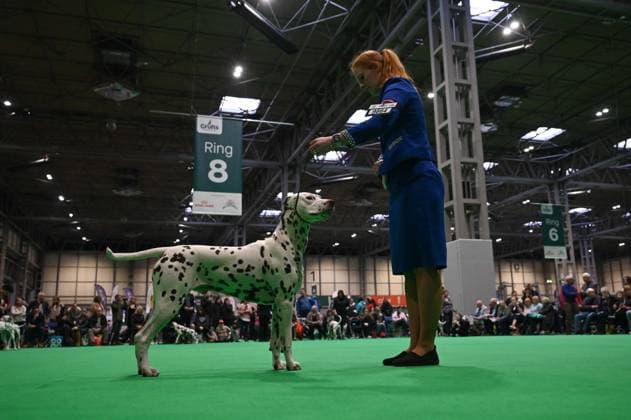 Crufts: The world s largest dog show at NEC Birmingham BIRMINGHAM, UNITED KINGDOM - MARCH 07: Competitions and events continue on the third day of the Crufts dog show at the National Exhibition Centre (NEC) in Birmingham, United Kingdom, on March 07, 2026. Organized annually by The Kennel Club, Crufts is recognized as the world s largest dog show, bringing together thousands of dogs and competitors from across the globe. Rasid Necati Aslim Anadolu Birmingham United Kingdom. Editorial use only. Please get in touch for any other usage.  Copyright: x2026xAnadoluxRasidxNecatixAslimx