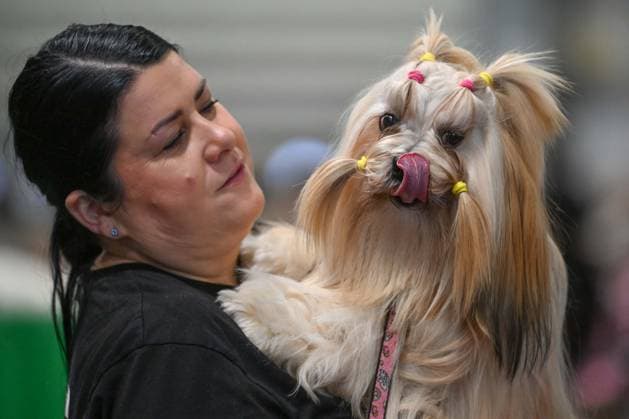 Crufts: The world s largest dog show at NEC Birmingham BIRMINGHAM, UNITED KINGDOM - MARCH 07: Competitions and events continue on the third day of the Crufts dog show at the National Exhibition Centre (NEC) in Birmingham, United Kingdom, on March 07, 2026. Organized annually by The Kennel Club, Crufts is recognized as the world s largest dog show, bringing together thousands of dogs and competitors from across the globe. Rasid Necati Aslim Anadolu Birmingham United Kingdom. Editorial use only. Please get in touch for any other usage.  Copyright: x2026xAnadoluxRasidxNecatixAslimx