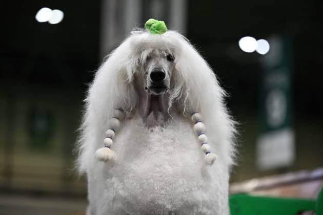 Crufts: The world s largest dog show at NEC Birmingham BIRMINGHAM, UNITED KINGDOM - MARCH 07: Competitions and events continue on the third day of the Crufts dog show at the National Exhibition Centre (NEC) in Birmingham, United Kingdom, on March 07, 2026. Organized annually by The Kennel Club, Crufts is recognized as the world s largest dog show, bringing together thousands of dogs and competitors from across the globe. Rasid Necati Aslim Anadolu Birmingham United Kingdom. Editorial use only. Please get in touch for any other usage.  Copyright: x2026xAnadoluxRasidxNecatixAslimx