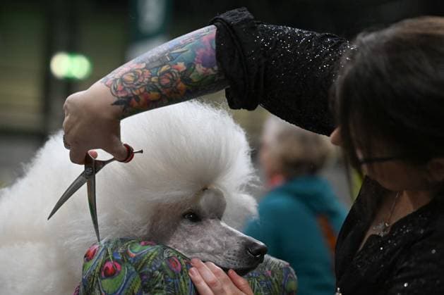 Crufts: The world s largest dog show at NEC Birmingham BIRMINGHAM, UNITED KINGDOM - MARCH 07: Competitions and events continue on the third day of the Crufts dog show at the National Exhibition Centre (NEC) in Birmingham, United Kingdom, on March 07, 2026. Organized annually by The Kennel Club, Crufts is recognized as the world s largest dog show, bringing together thousands of dogs and competitors from across the globe. Rasid Necati Aslim Anadolu Birmingham United Kingdom. Editorial use only. Please get in touch for any other usage.  Copyright: x2026xAnadoluxRasidxNecatixAslimx