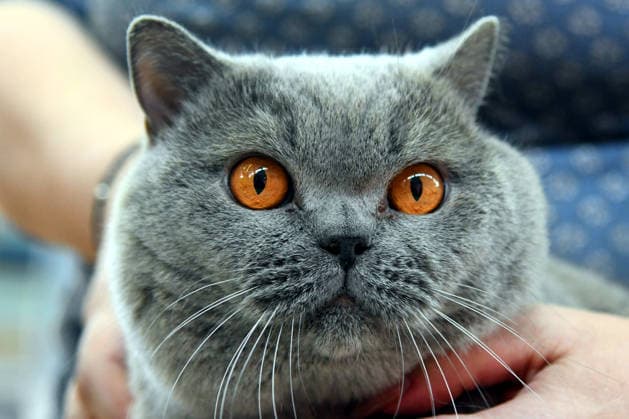 PXL_Cat show An international cat show was held, organized by the Association of Felinological Societies of Croatia in cooperation with the City of Bjelovar. About 50 top cats were presented at the exhibition, including two Supreme champions in Bjelovar, Croatia on 07. March 2026.  DamirxSpehar PIXSELL