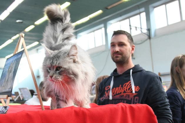 PXL_Cat show An international cat show was held, organized by the Association of Felinological Societies of Croatia in cooperation with the City of Bjelovar. About 50 top cats were presented at the exhibition, including two Supreme champions in Bjelovar, Croatia on 07. March 2026.  DamirxSpehar PIXSELL