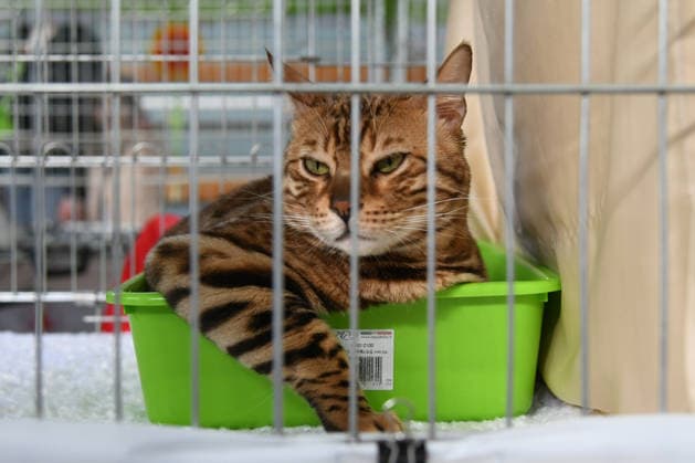 PXL_Cat show An international cat show was held, organized by the Association of Felinological Societies of Croatia in cooperation with the City of Bjelovar. About 50 top cats were presented at the exhibition, including two Supreme champions in Bjelovar, Croatia on 07. March 2026.  DamirxSpehar PIXSELL