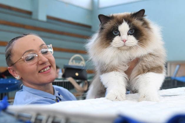 PXL_Cat show An international cat show was held, organized by the Association of Felinological Societies of Croatia in cooperation with the City of Bjelovar. About 50 top cats were presented at the exhibition, including two Supreme champions in Bjelovar, Croatia on 07. March 2026.  DamirxSpehar PIXSELL