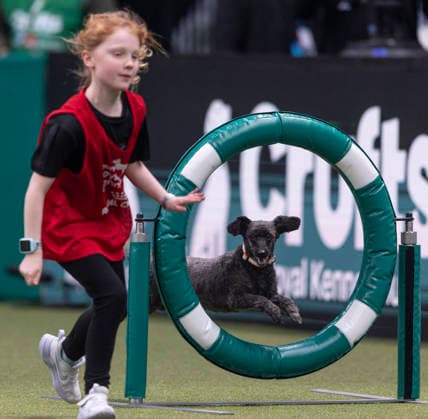 March 7, 2026, Birmingham, West Midlands, UK: Birmingham, UK. Maddie Dadds with her poodle, Theo, participates in the Young Kennel Agility Dog of the Year finals in the 6Ã¢â‚¬11 age category at the NEC Birmingham venue during the annual Crufts Dog Show. The event, which has been running since 1891, is considered to be the largest show of its kind in the world. Birmingham UK  - ZUMAl94_ 20260307_zaf_l94_113 Copyright: xMarcinxNowakx