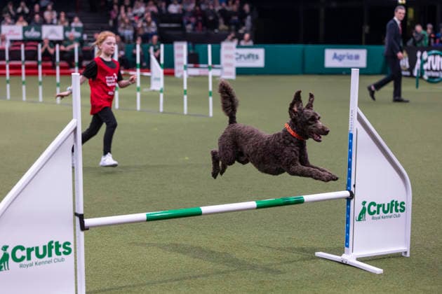 March 7, 2026, Birmingham, West Midlands, UK: Birmingham, UK. Maddie Dadds with her poodle, Theo, participates in the Young Kennel Agility Dog of the Year finals in the 6Ã¢â‚¬11 age category at the NEC Birmingham venue during the annual Crufts Dog Show. The event, which has been running since 1891, is considered to be the largest show of its kind in the world. Birmingham UK  - ZUMAl94_ 20260307_zaf_l94_115 Copyright: xMarcinxNowakx