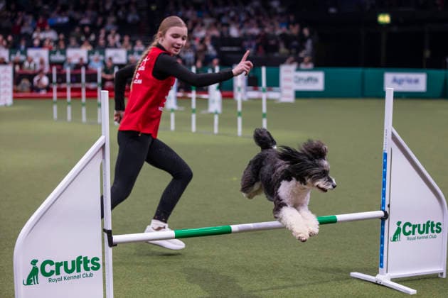 March 7, 2026, Birmingham, West Midlands, UK: Birmingham, UK. Isabella Twigg with her terrier, Folkvang, participates in the Young Kennel Agility Dog of the Year finals in the 12Ã¢â‚¬14 age category at the NEC Birmingham venue during the annual Crufts Dog Show. The event, which has been running since 1891, is considered to be the largest show of its kind in the world. Birmingham UK  - ZUMAl94_ 20260307_zaf_l94_135 Copyright: xMarcinxNowakx