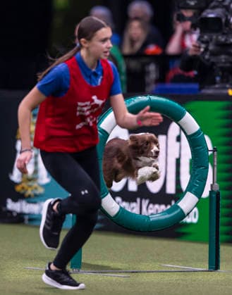 March 7, 2026, Birmingham, West Midlands, UK: Birmingham, UK. A collie jumps over an obstacle as it is led by its handler while participating in the Young Kennel Agility Dog of the Year finals at the NEC Birmingham venue during the annual Crufts Dog Show. The event, which has been running since 1891, is considered to be the largest show of its kind in the world. Birmingham UK  - ZUMAl94_ 20260307_zaf_l94_178 Copyright: xMarcinxNowakx