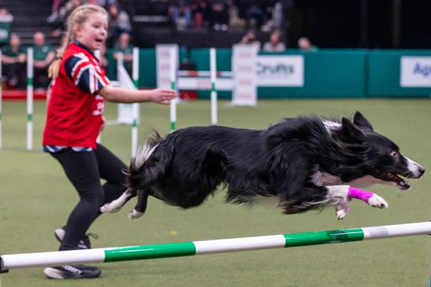 March 7, 2026, Birmingham, West Midlands, UK: Birmingham, UK. A collie jumps over an obstacle as it is led by its handler Jessica Keegans while participating in the Young Kennel Agility Dog of the Year finals at the NEC Birmingham venue during the annual Crufts Dog Show. The event, which has been running since 1891, is considered to be the largest show of its kind in the world. Birmingham UK  - ZUMAl94_ 20260307_zaf_l94_181 Copyright: xMarcinxNowakx